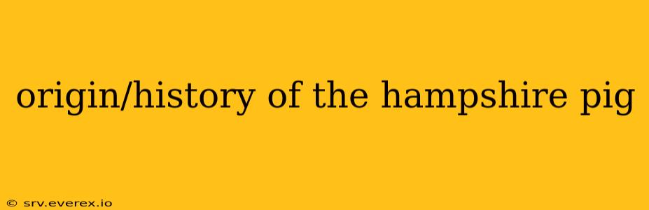 origin/history of the hampshire pig
