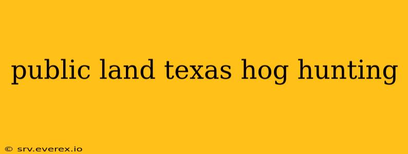 public land texas hog hunting